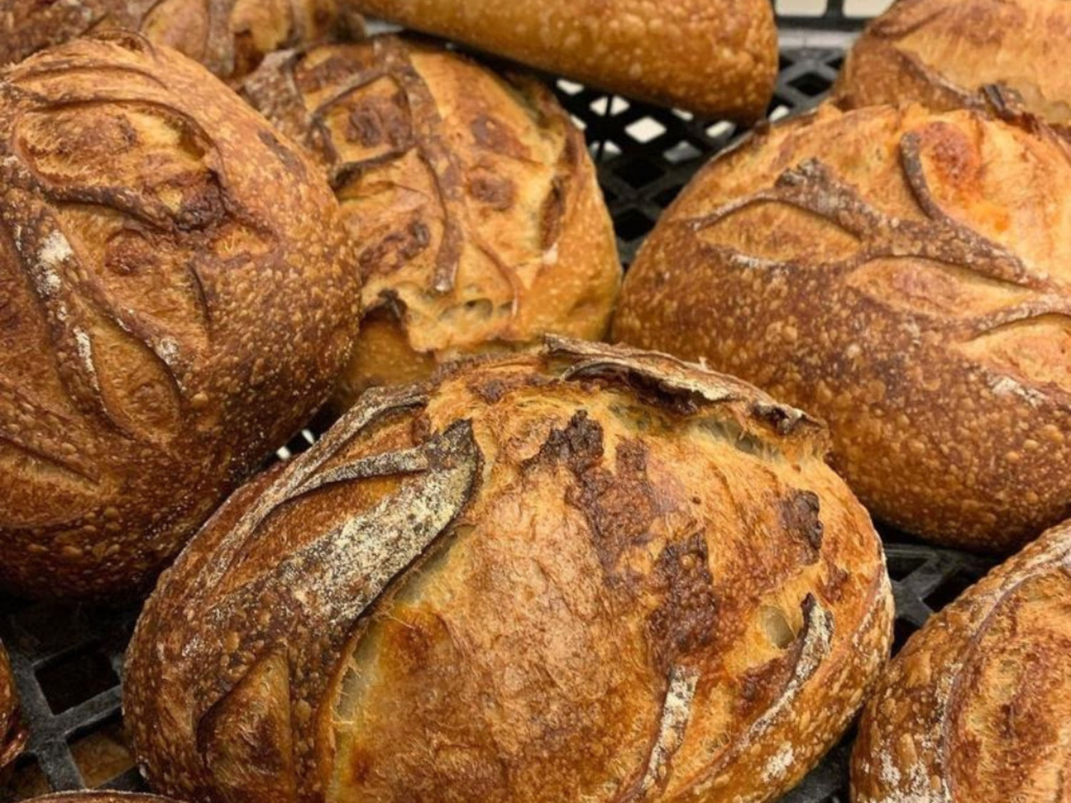 Whole Wheat Loaf